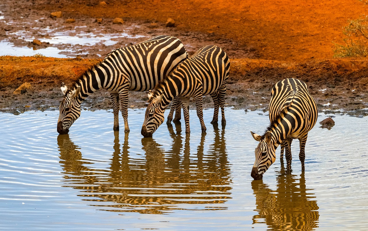 Amboseli national park