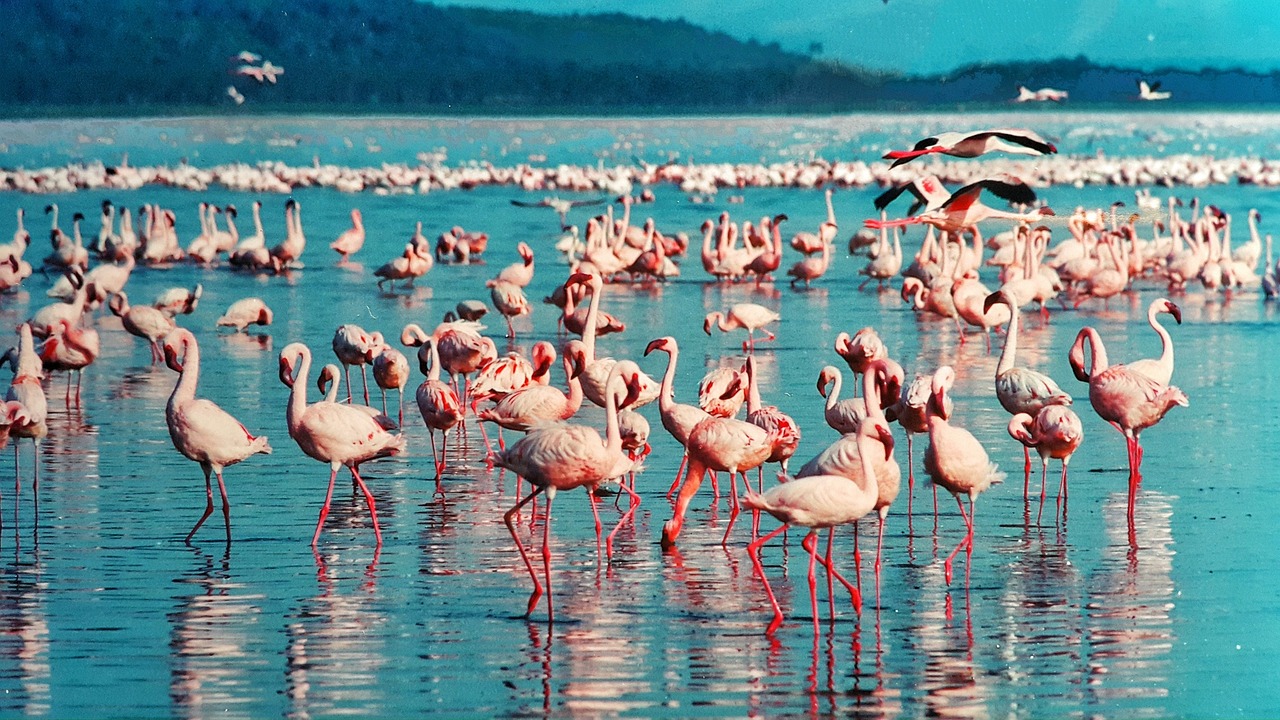 6 days samburu, lake nakuru & amboseli