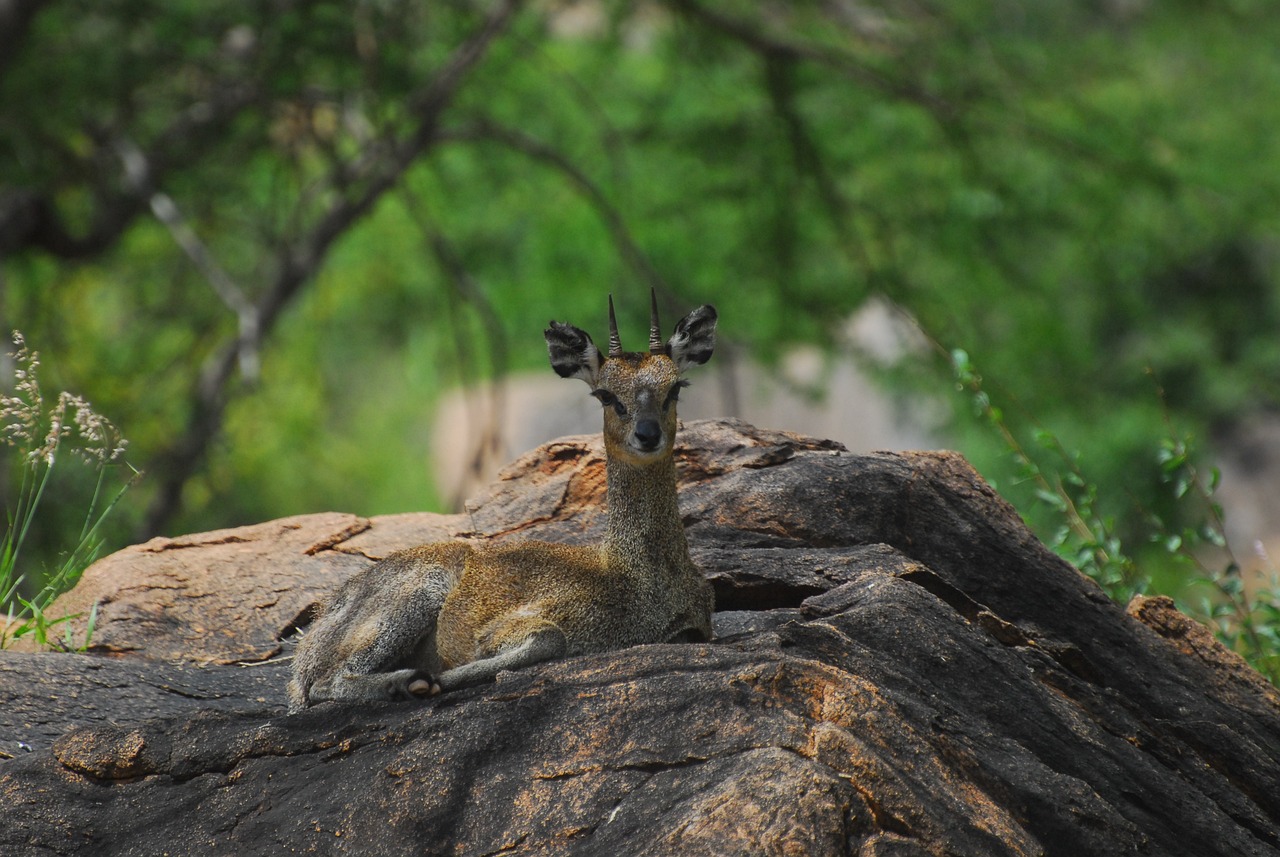 Tsavo national park