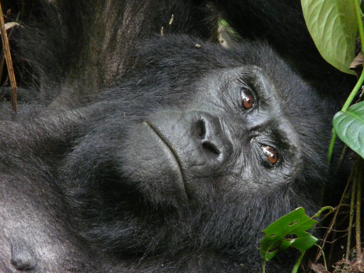 7 days rwanda & uganda