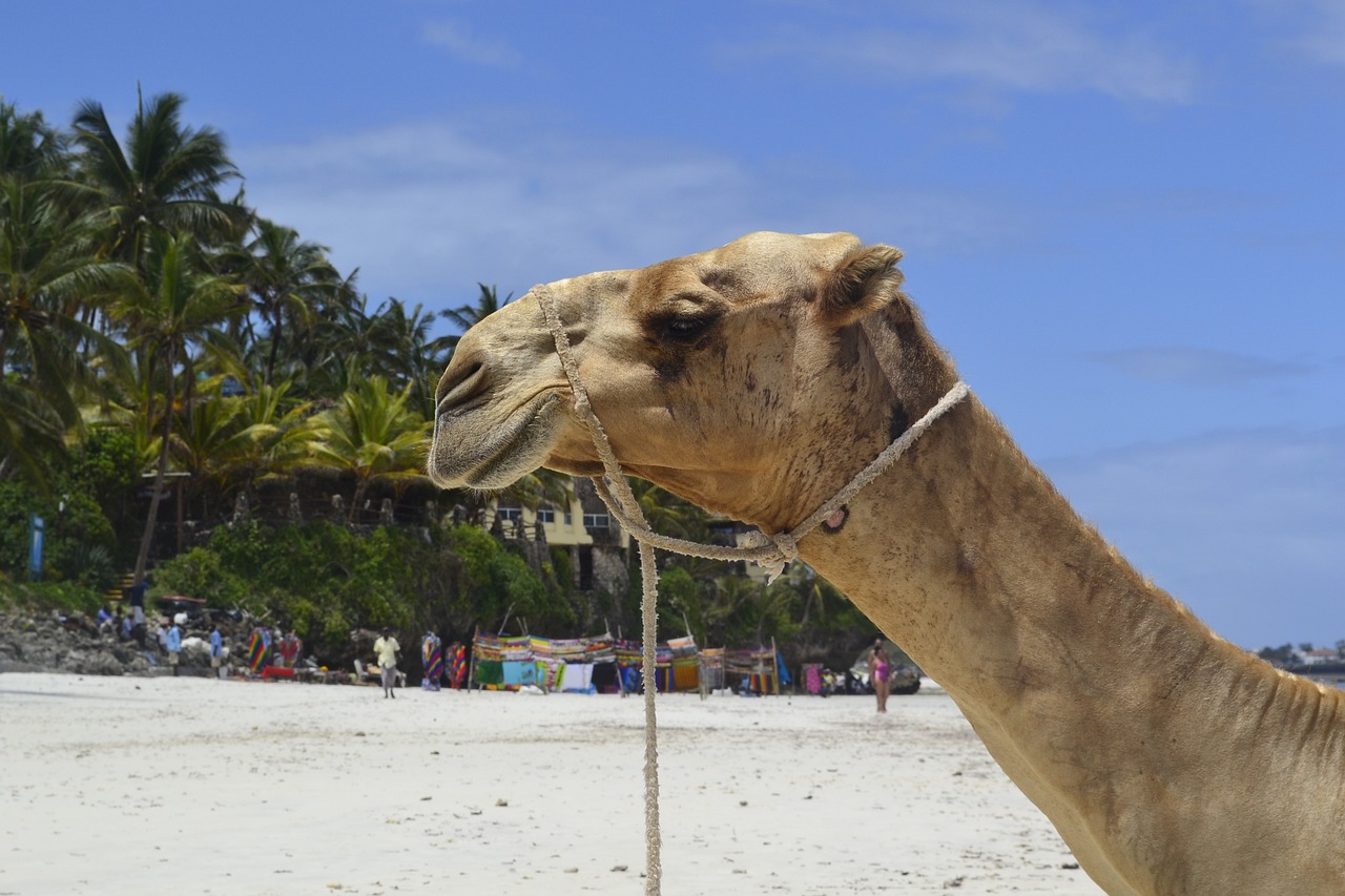 5 days tsavo east, amboseli & mombasa