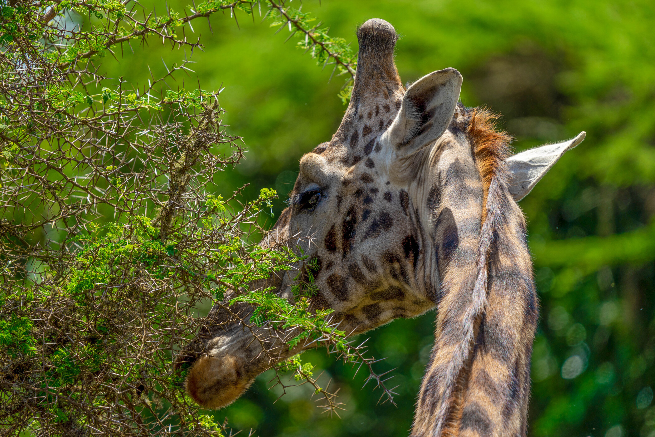 10 days northern circuit safari