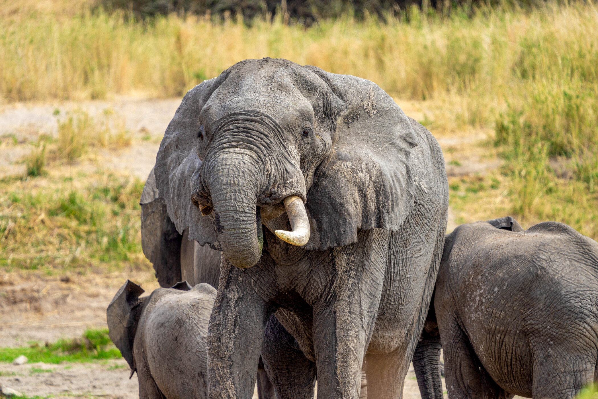 Tarangire Day Trip