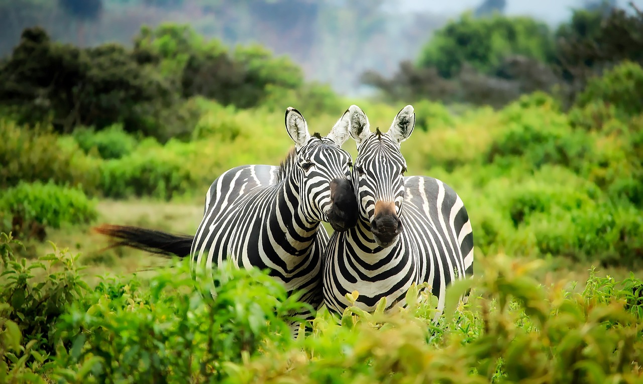 Mkomazi Day Trip