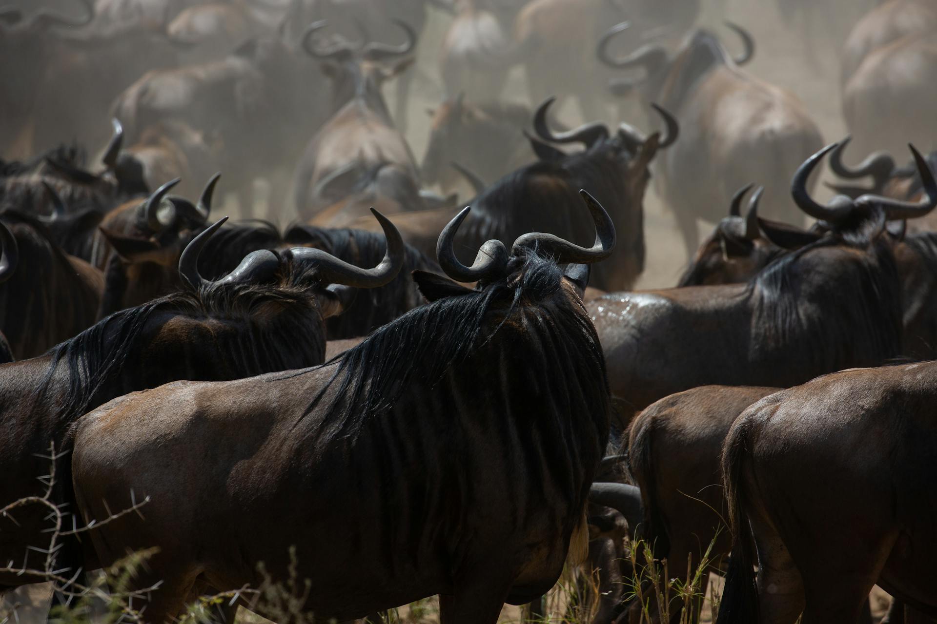 8 days wildebeest migration experience