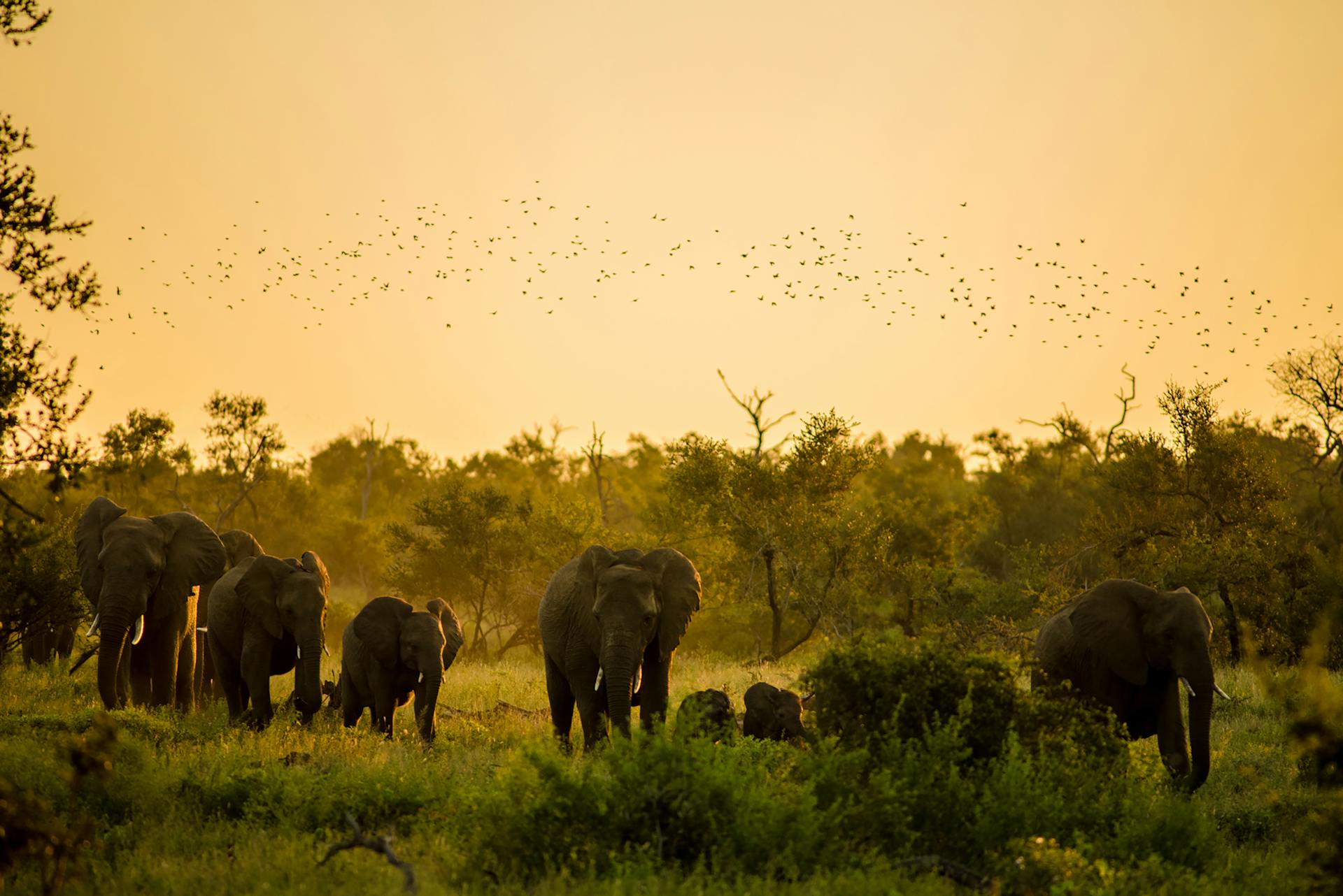 12 days safari and zanzibar